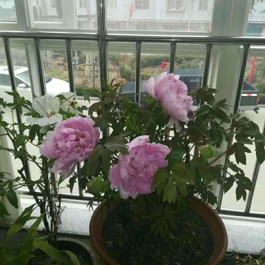 菏泽观赏牡丹 2~4cm 4cm以下 0.5米以下