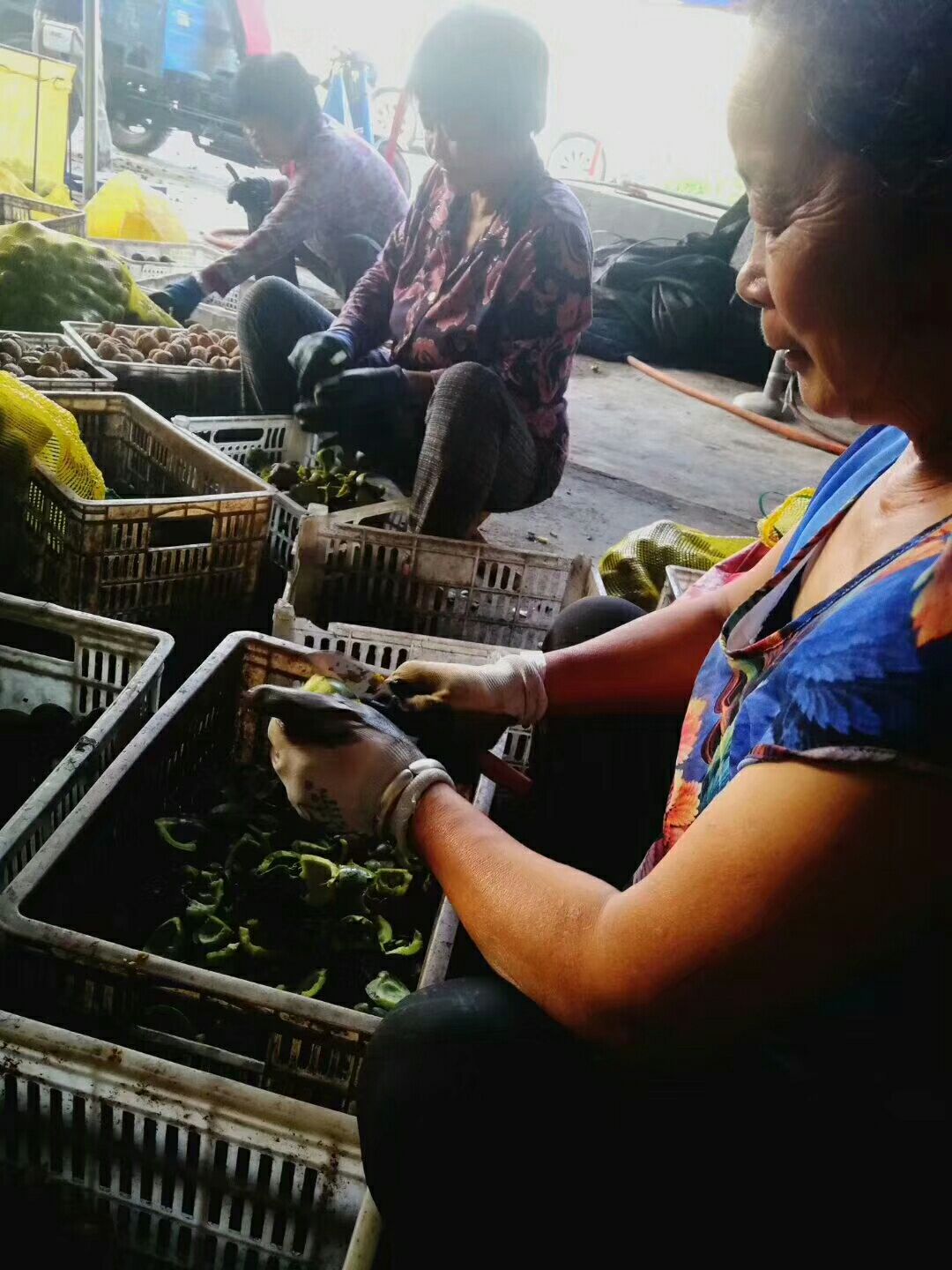 野核桃苗，山西核桃成品苗！