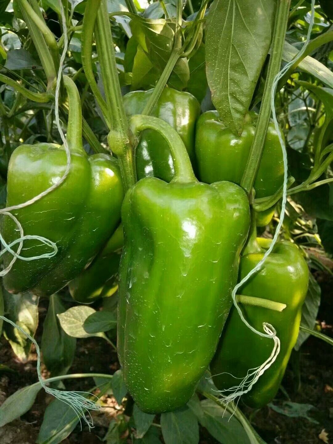 青椒苗 越冬专用品种定苗品种预定特定品种可提起一个月联系