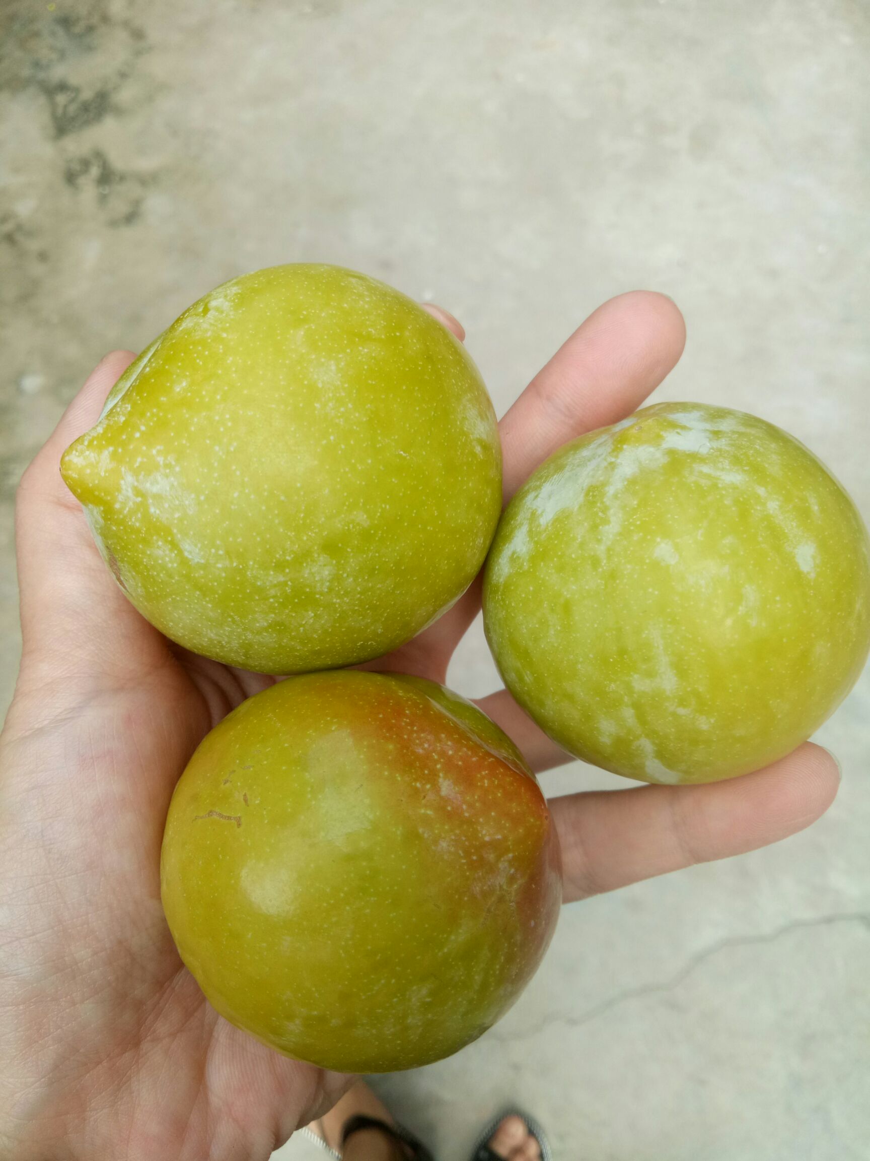 秋姬李子 个头大，耐存储，可入冻库