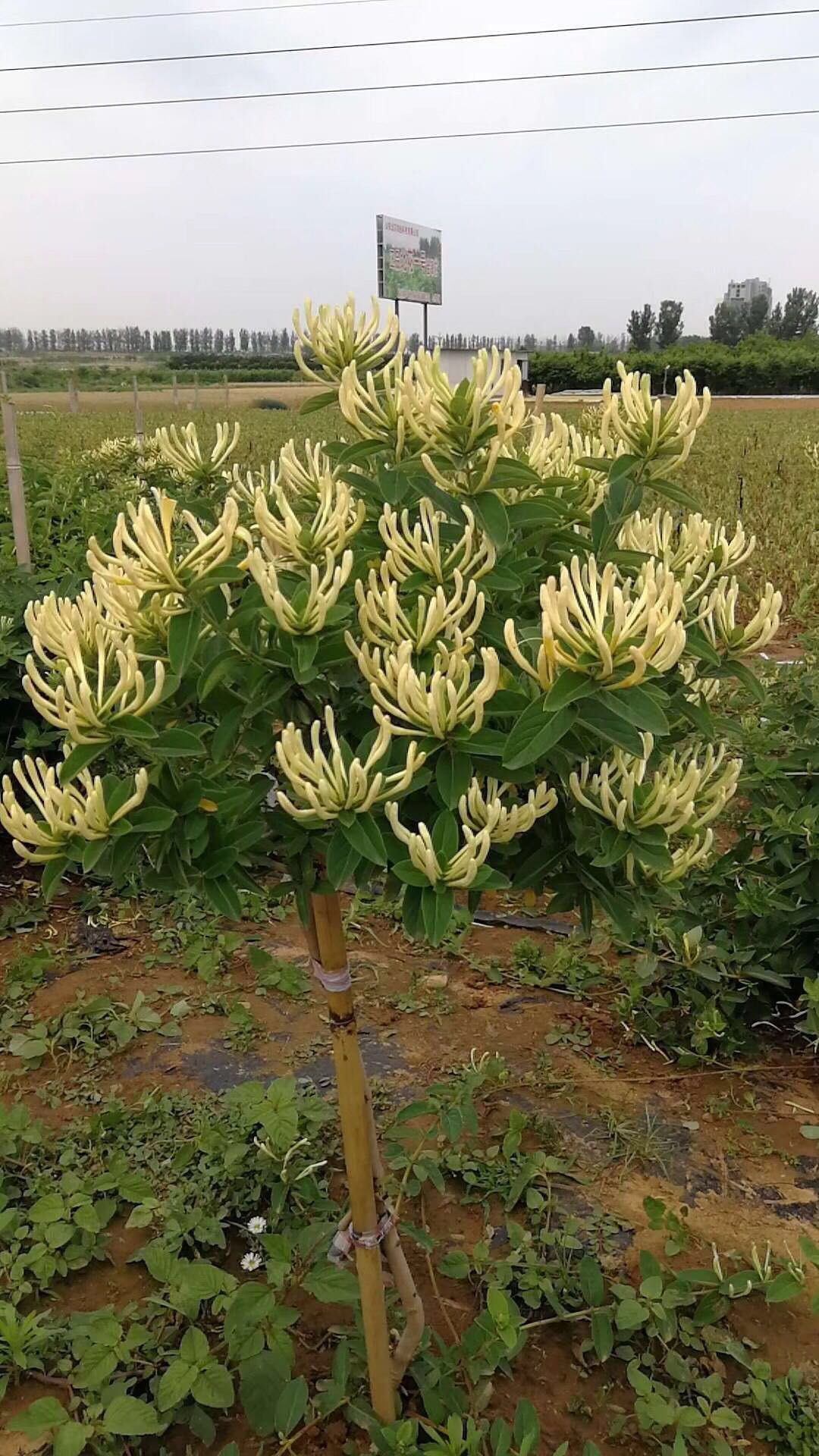 北花一号 20~30公分 