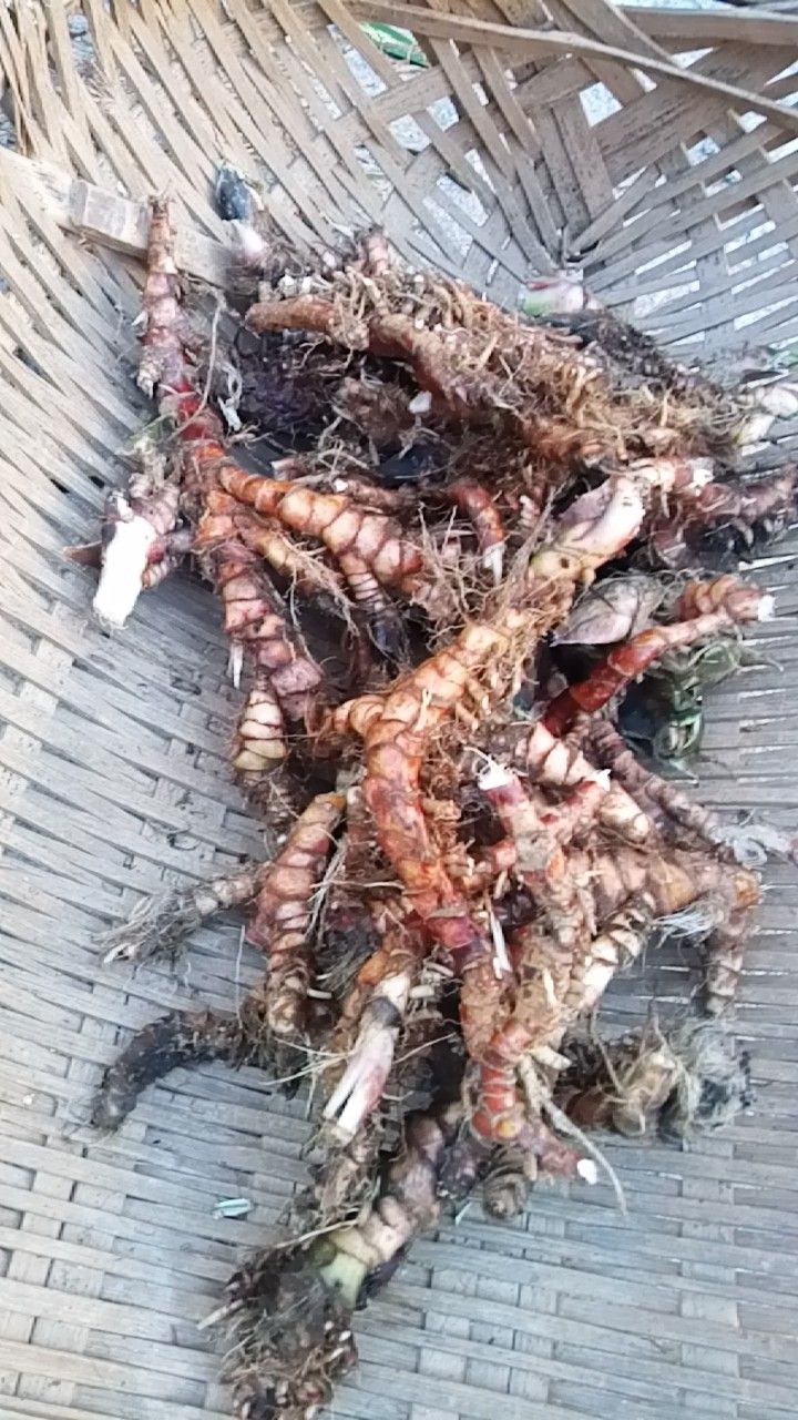 石菖蒲 中药材菖蒲新鲜现挖石菖蒲，干货石菖蒲