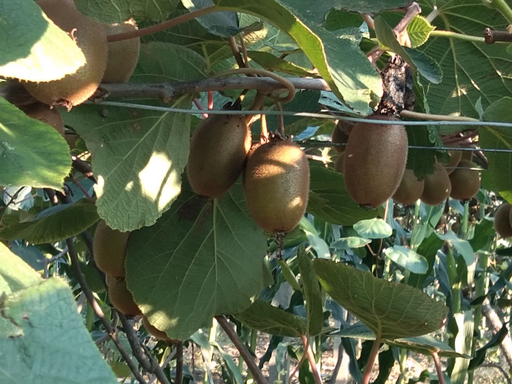 绿心猕猴桃  猕猴桃徐香猕猴桃，小果50克到80克，包邮2.6