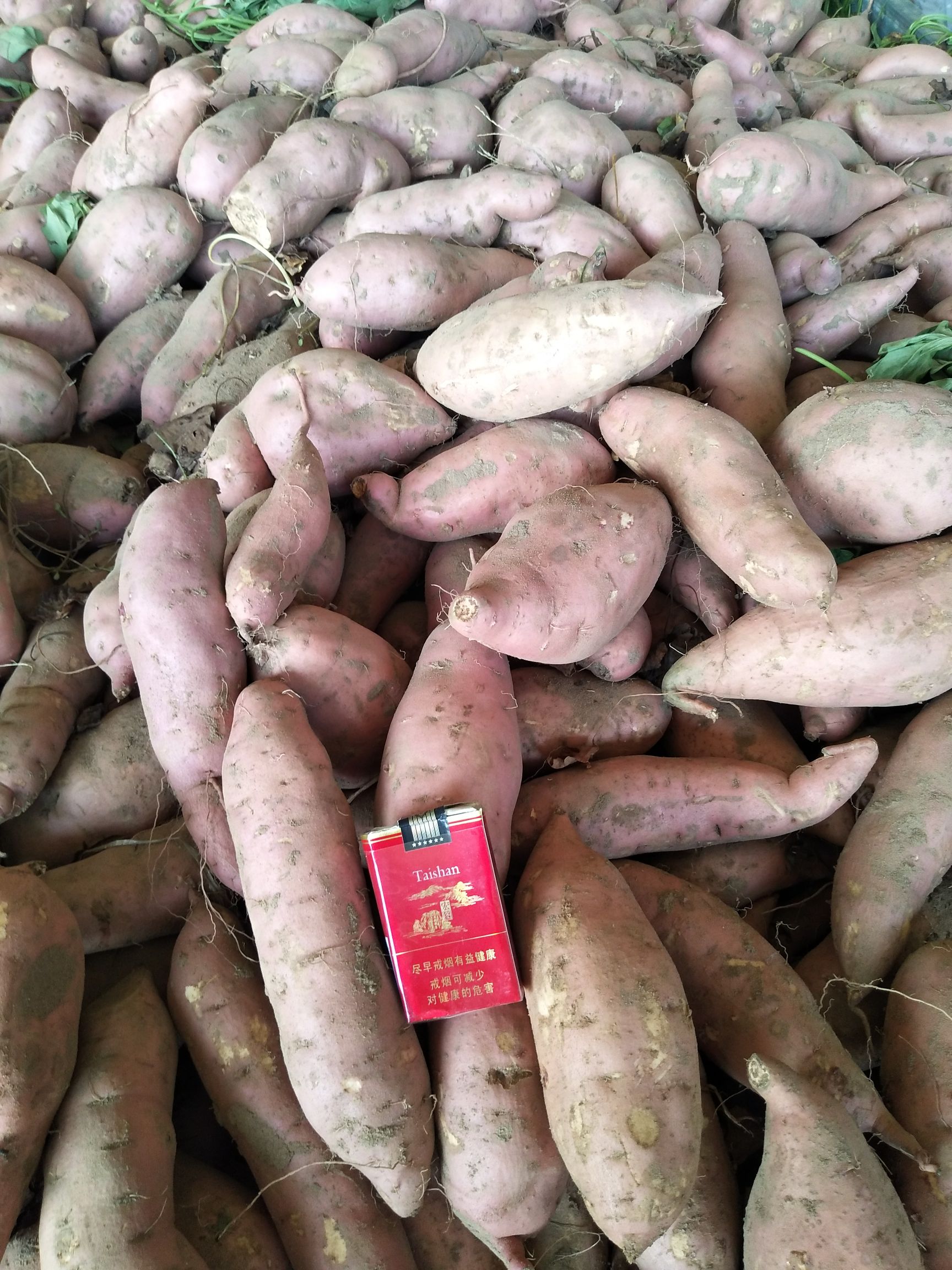 龙薯 河南省开封市通许县 二两以上 红皮