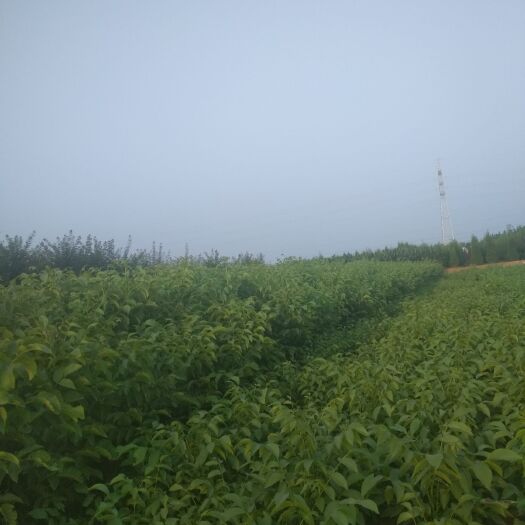 沂源县8518核桃苗