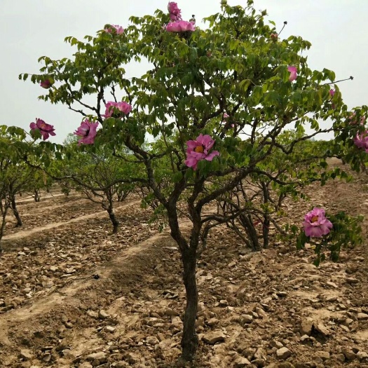 菏泽牡丹树 8~10cm 6~8cm 1.5~2米