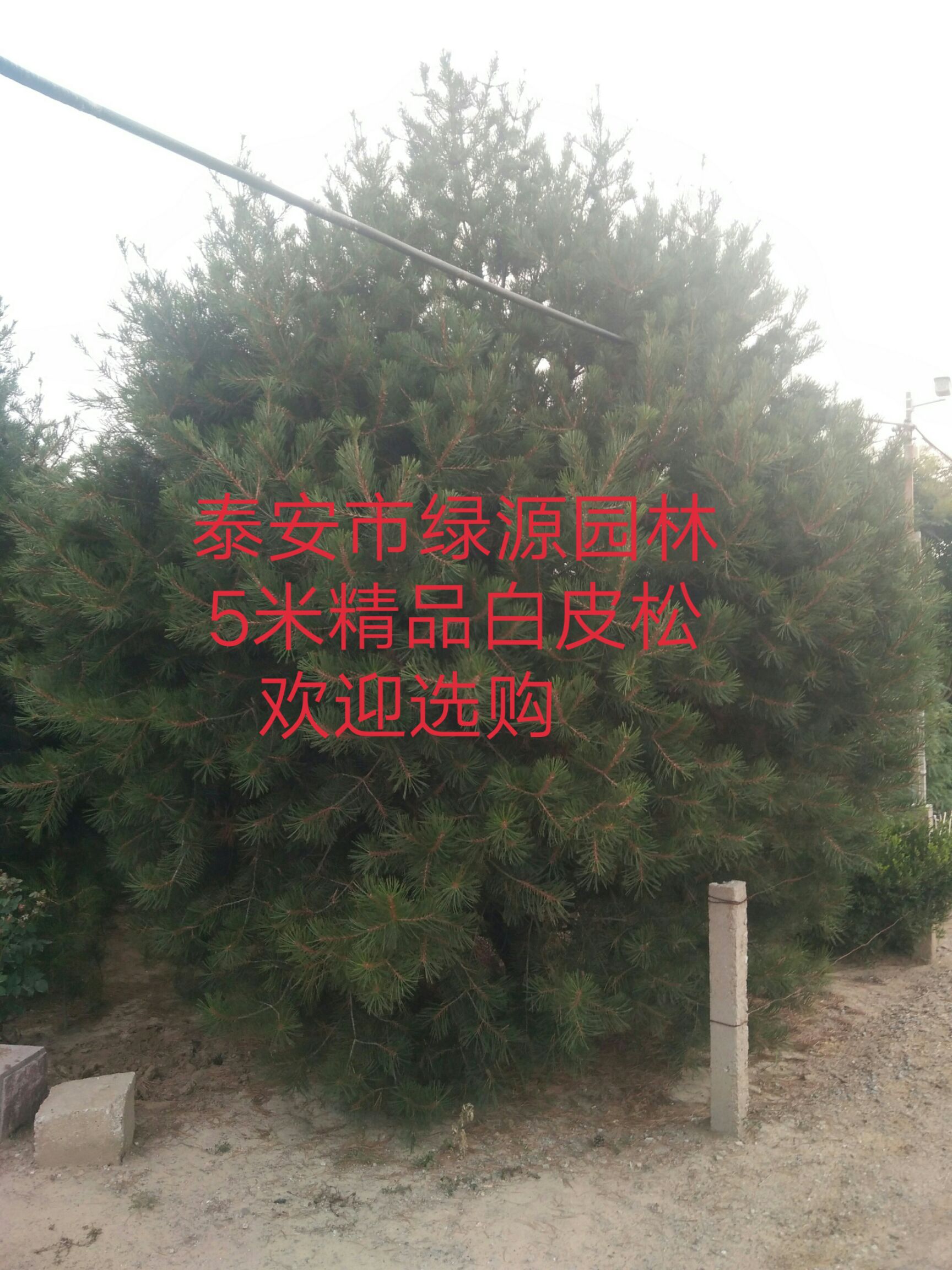 白皮松