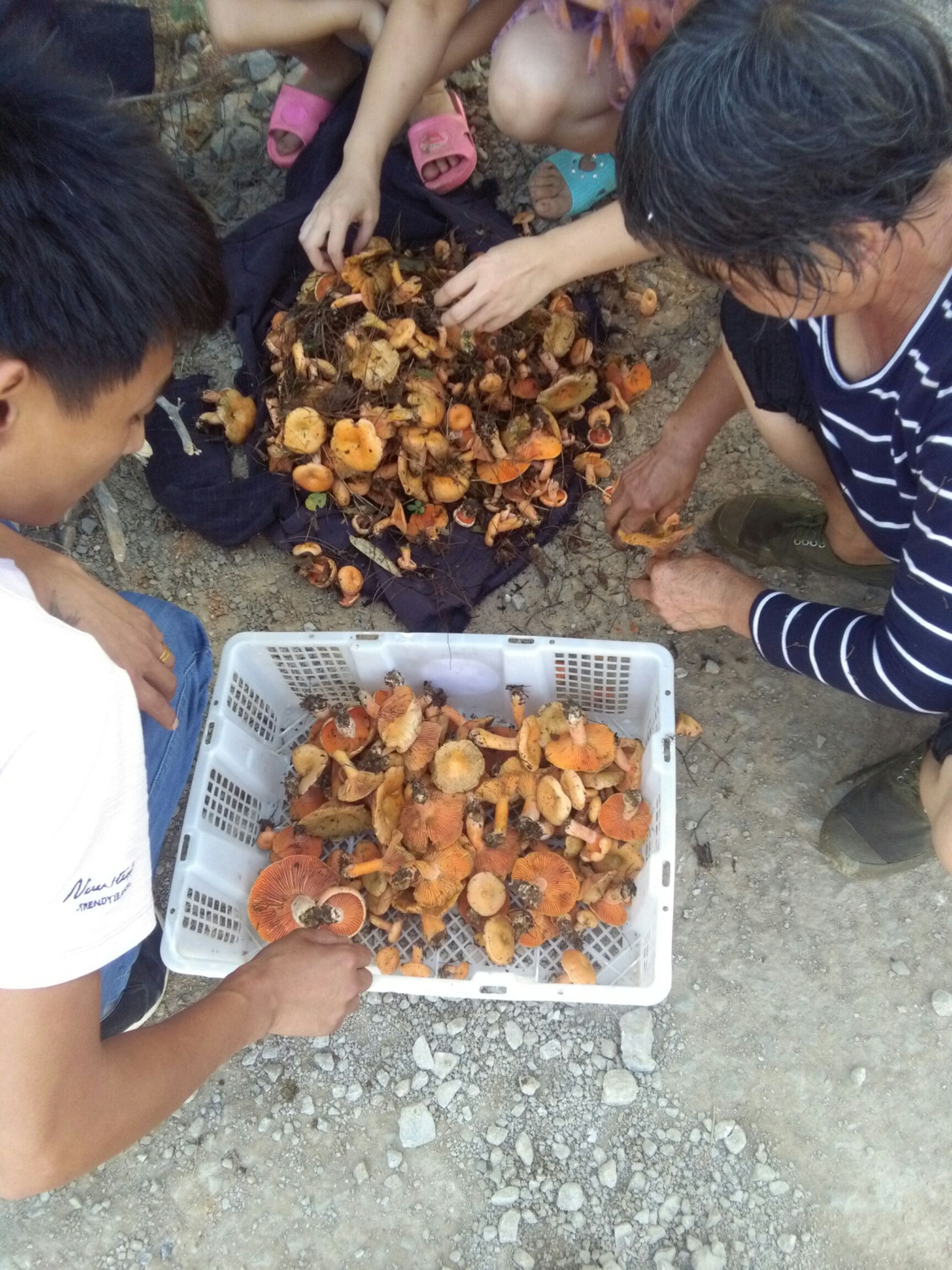 松树菌 鲜货 半开伞 野生 