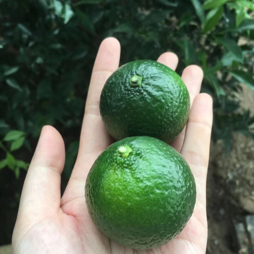 小青柑 3 - 3.5cm 1两以下 