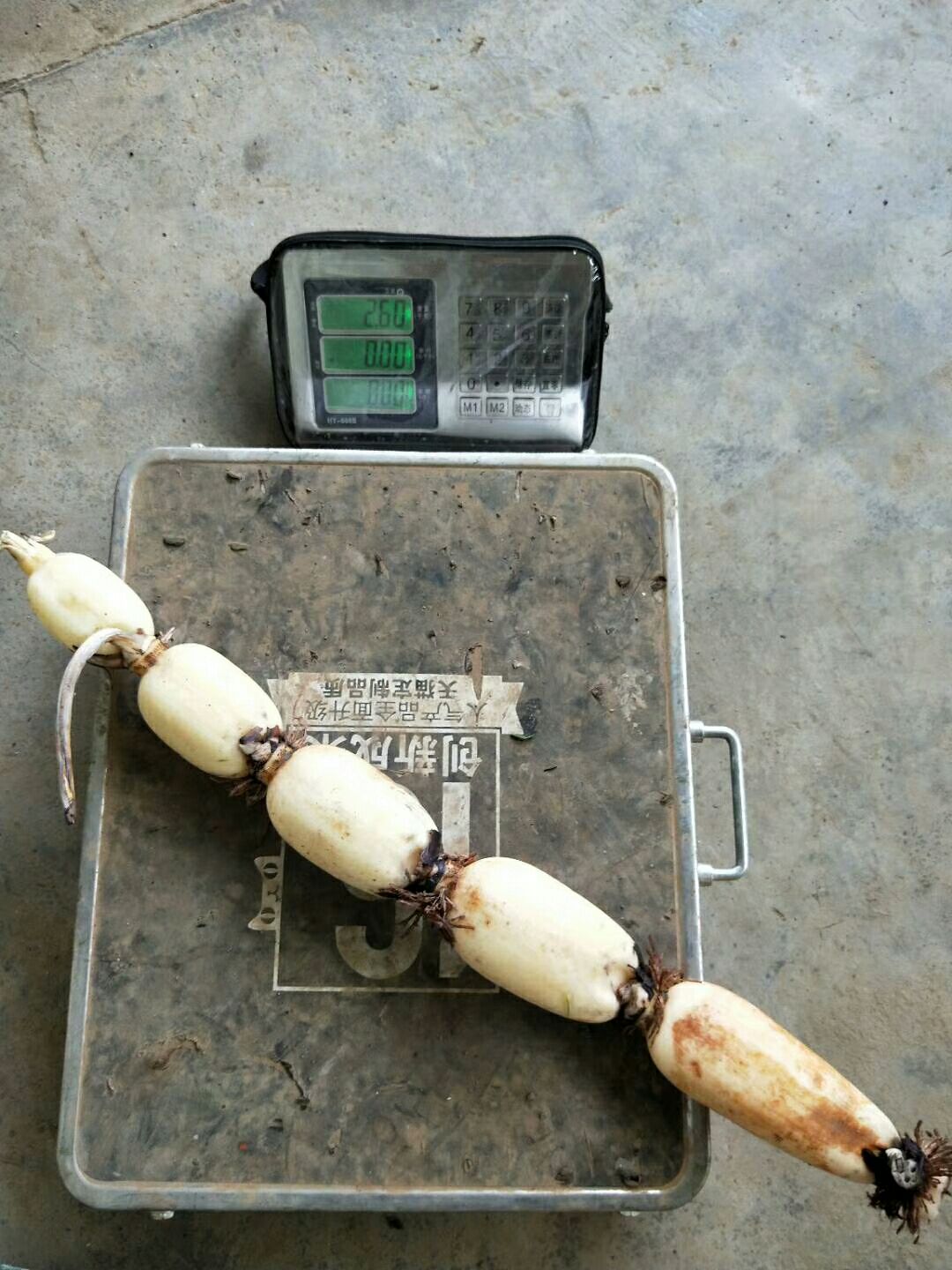 田藕 5-7cm 10~15cm