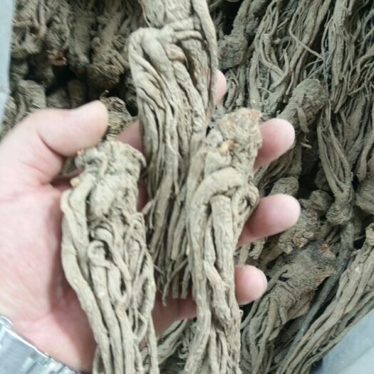 陇西县岷当归