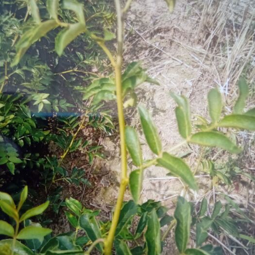 泰安无刺花椒 