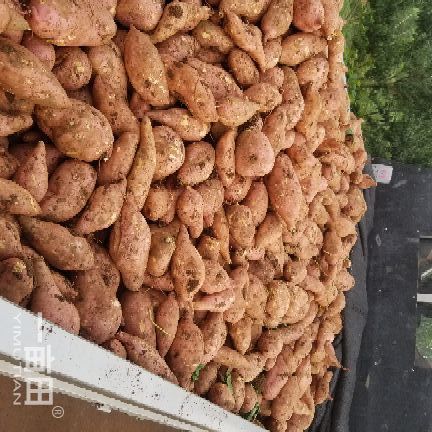宜城市龙薯九号 红皮 3两~6两 