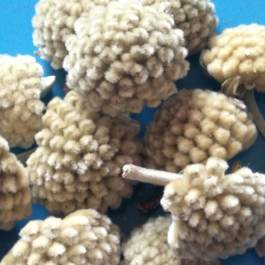 杞县绿萝花茶   藏药保健花茶，公平交易，诚信经营，