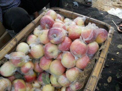 潍坊嘎啦苹果 膜袋 条红 70mm以上