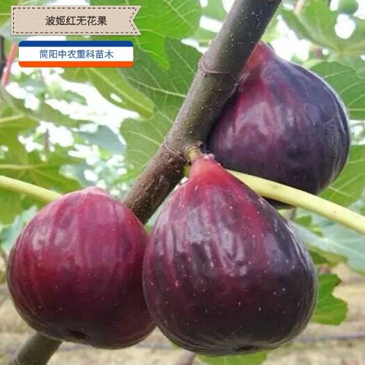 简阳市波姬红无花果苗 栽上当年挂果