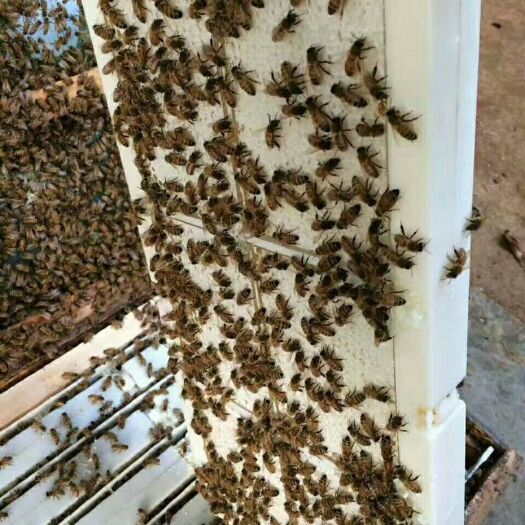 蜂巢蜜 盒装  2年以上 