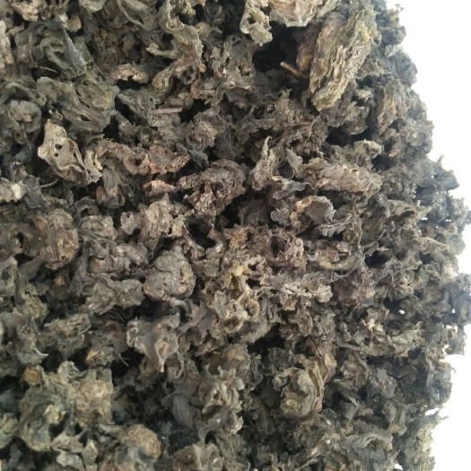 渭源县野生地皮菜 一级 