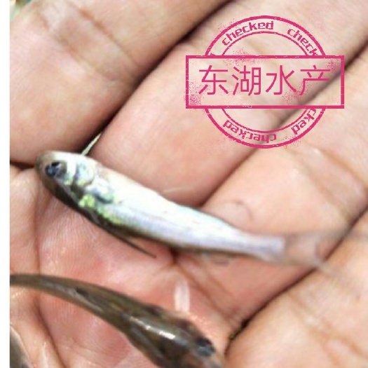 富顺县斑点叉尾鮰苗 斑点叉尾鮰，饵料系数低，市场价格平稳，经济价值非常好