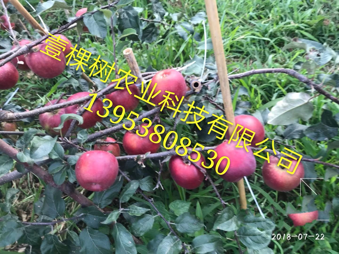 华硕苹果苗 1~1.5米