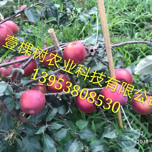 泰安华硕苹果苗 1~1.5米