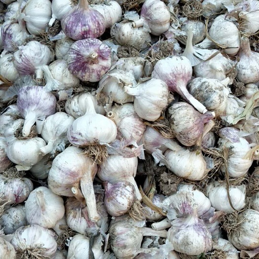 大名县紫皮大蒜 4.5-5.0cm 多瓣蒜 