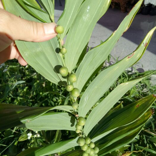 东至县白及 黄精苗，块茎，种子