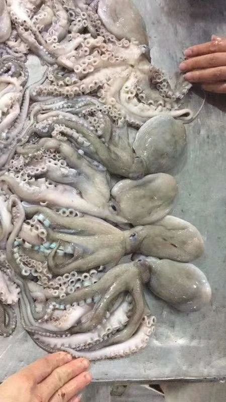 北海章鱼足