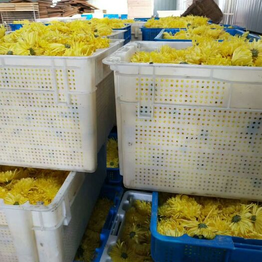 金丝皇菊花茶 袋装 特级