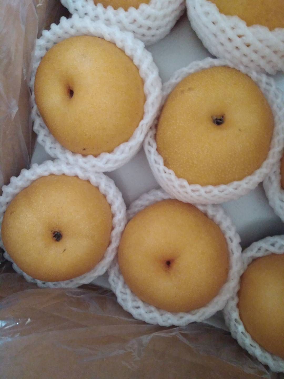  梨丰水梨