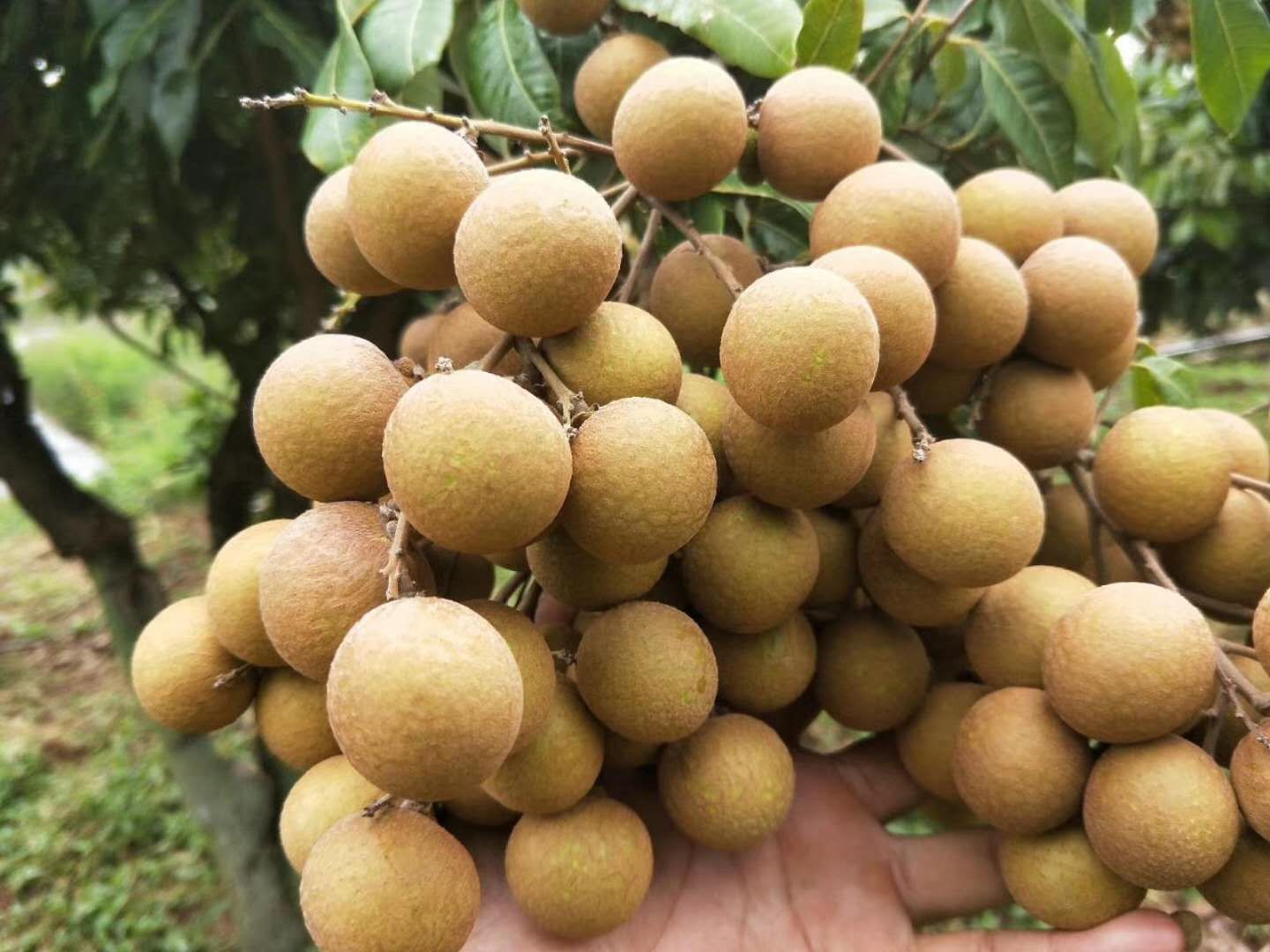 大乌圆龙眼 20mm以上