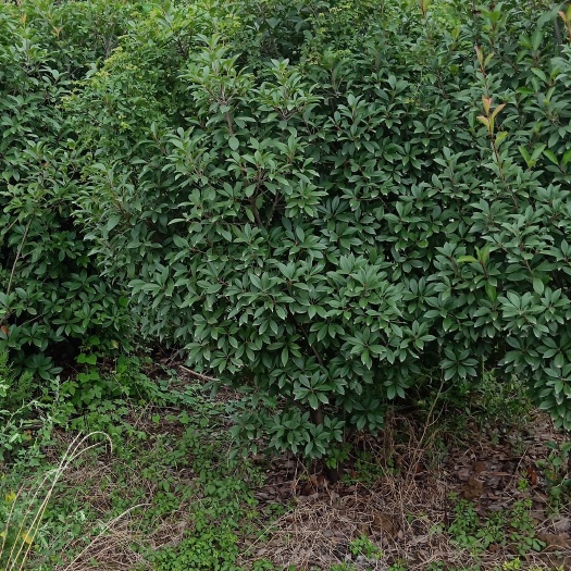洛阳丛生石楠