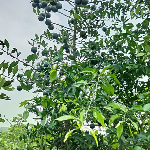 资阳香橙苗 种子 0.5米以下 