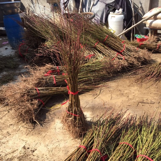 砀山县蜜桃苗  嫁接桃苗 占地用苗  不分品种，