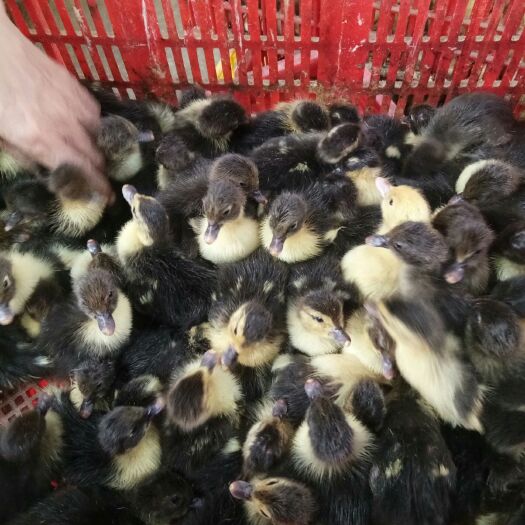 合浦县 特大番鸭苗，一代花特大花番