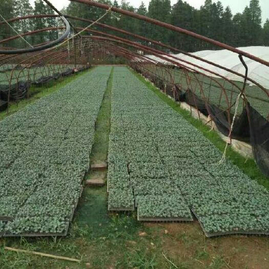 新化县线椒苗 8～10片真叶
