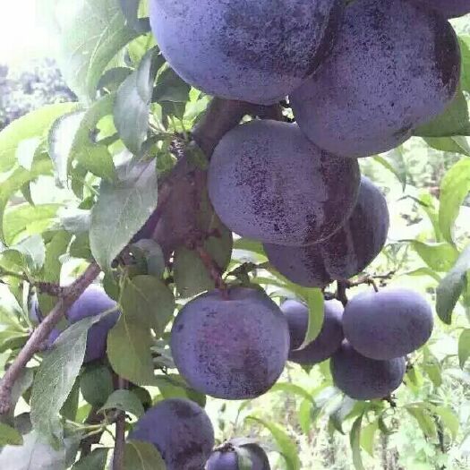 叶县 黑布林，红布林，（李子），大量批发