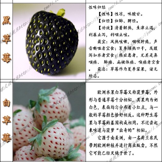 泰安小白草莓苗 地栽苗 10~20公分