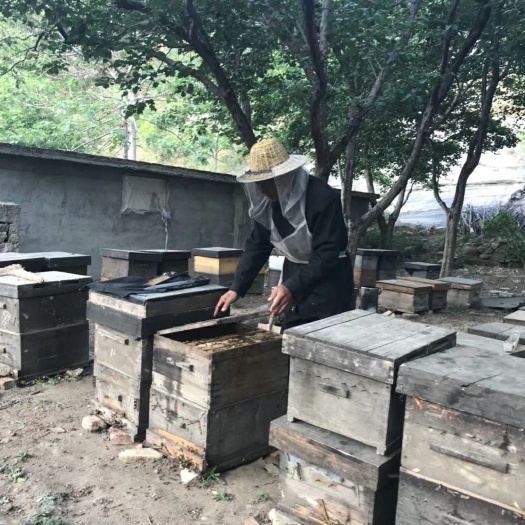 平邑县土蜂蜜 塑料瓶装 98% 2年