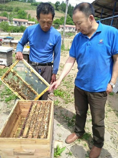 蛟河市椴树蜜 塑料瓶装 98% 2年以上