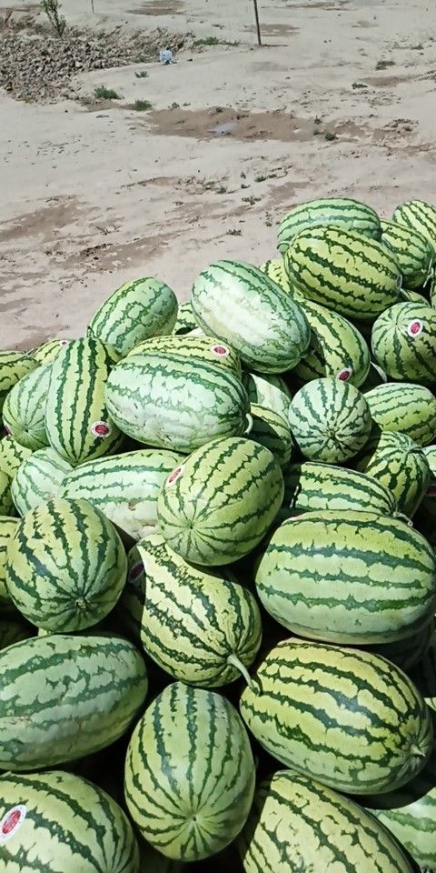 中宁县金城5号西瓜 宁夏硒砂瓜