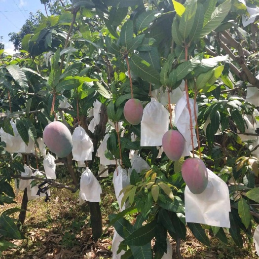 攀枝花凯特芒  精品凯特