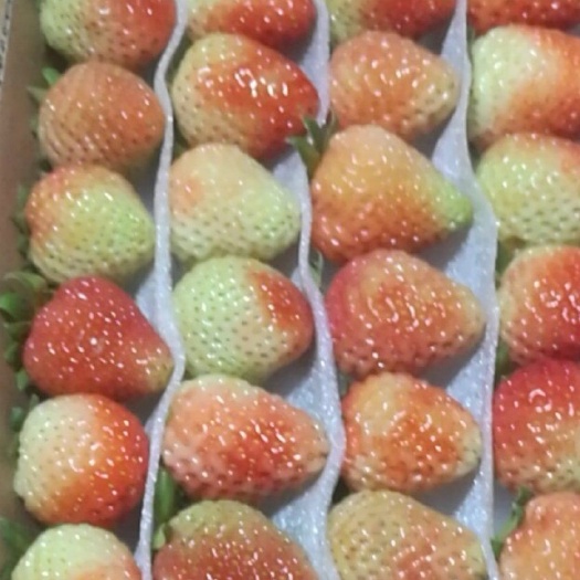 会泽县蒙特瑞草莓  精品四季草莓，天天发货，提前预订