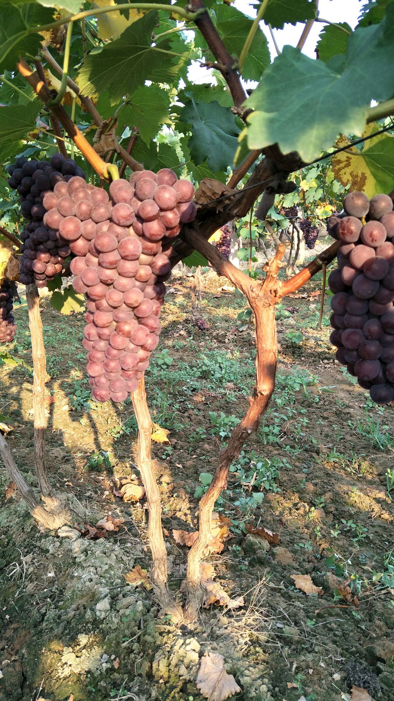 陕西渭南  沪太葡萄纯甜可口的甜葡萄，产地代发