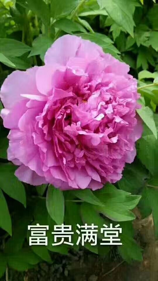 菏泽牡丹 观赏牡丹 洛阳牡丹 牡丹苗 盆栽牡丹 庭院花卉