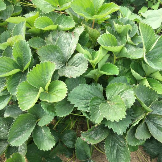 泰安红颜草莓苗 地栽苗 10~20公分 