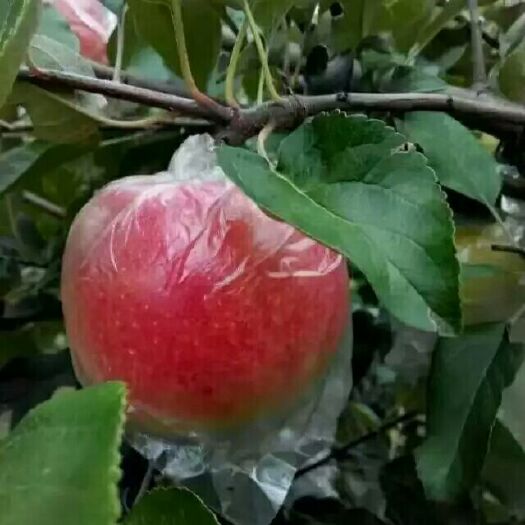 冠县 嘎啦苹果已大量上市，欢迎各地客商前来收购