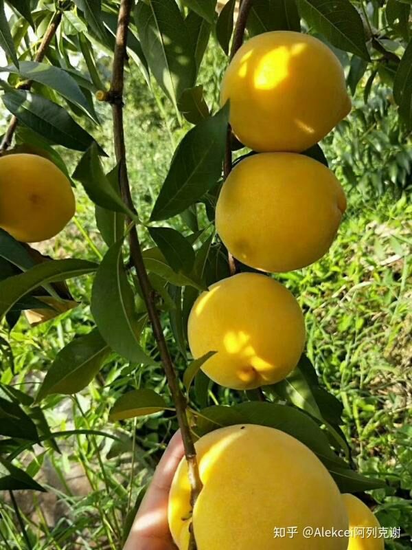 炎陵黄桃 60mm以上 4两以上