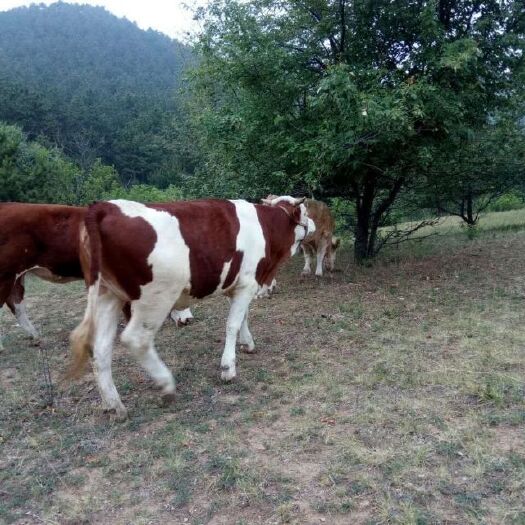 张北县肉牛  西门塔尔牛