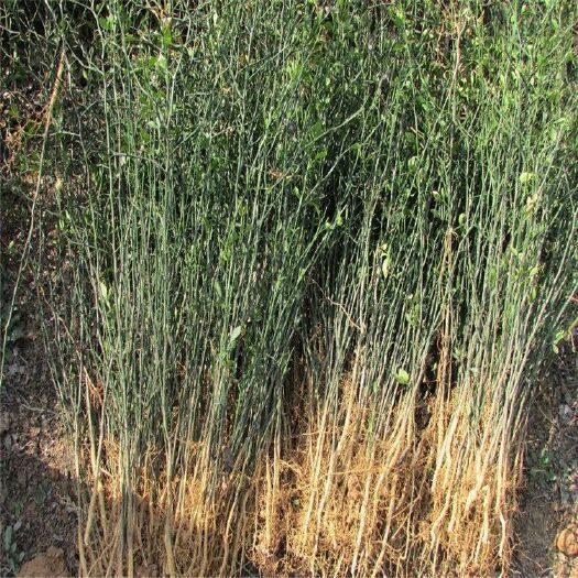 泰安种植枳壳苗